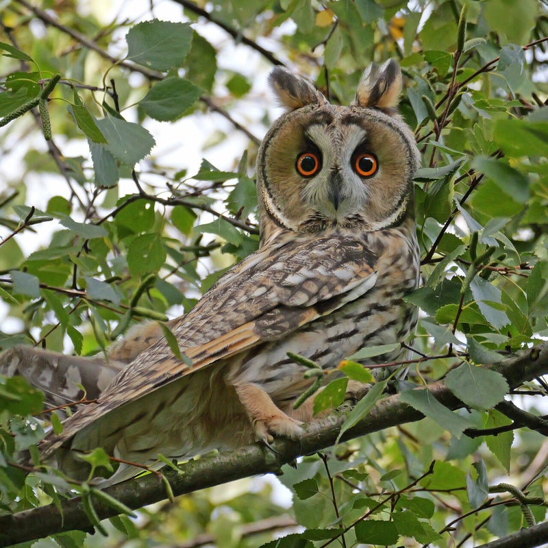 Ransuil, Vlaardingen