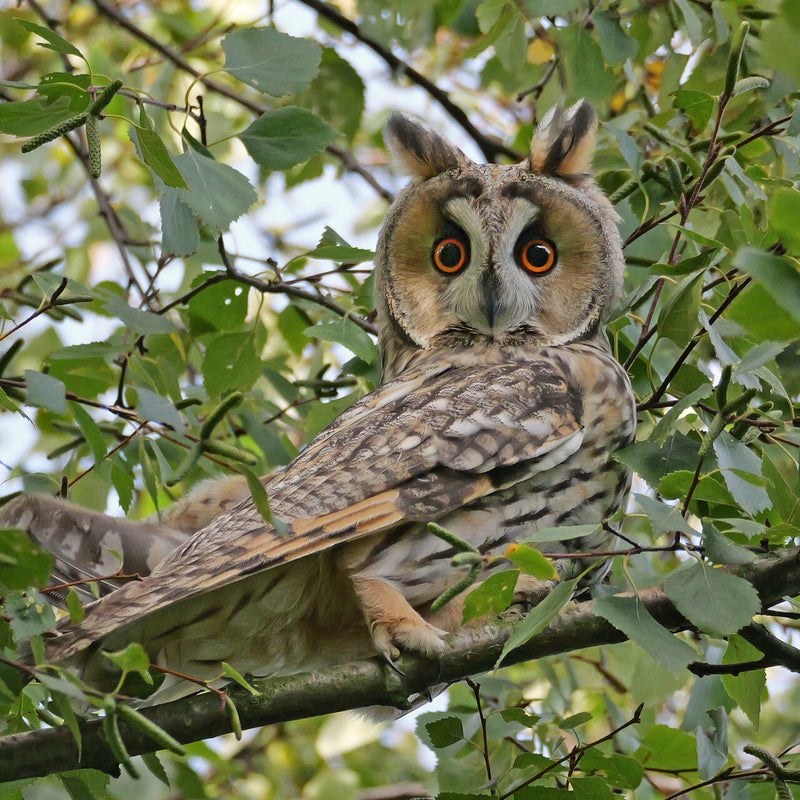 Ransuil, Vlaardingen