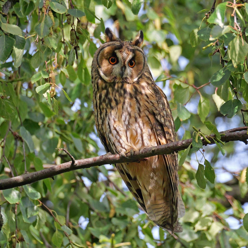 Ransuil, Vlaardingen