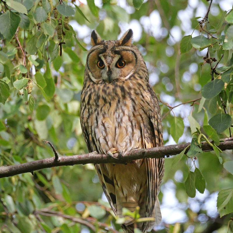 Ransuil, Vlaardingen