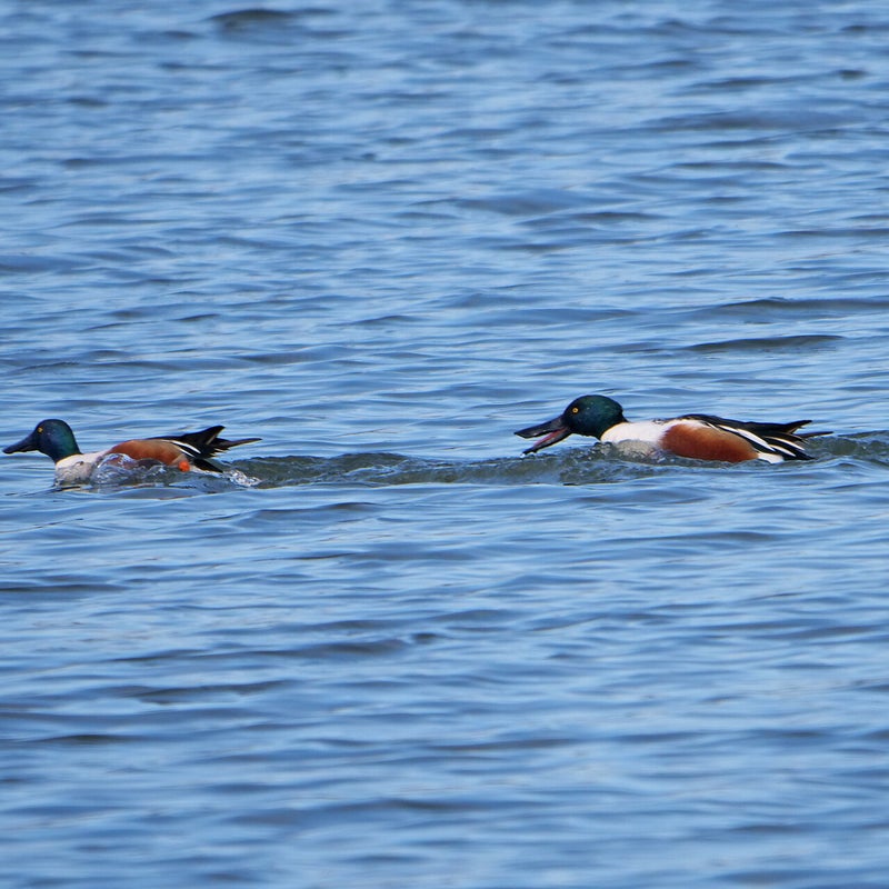 Slobeend ♂ jaagt andere ♂ weg, Lepelaarplassen
