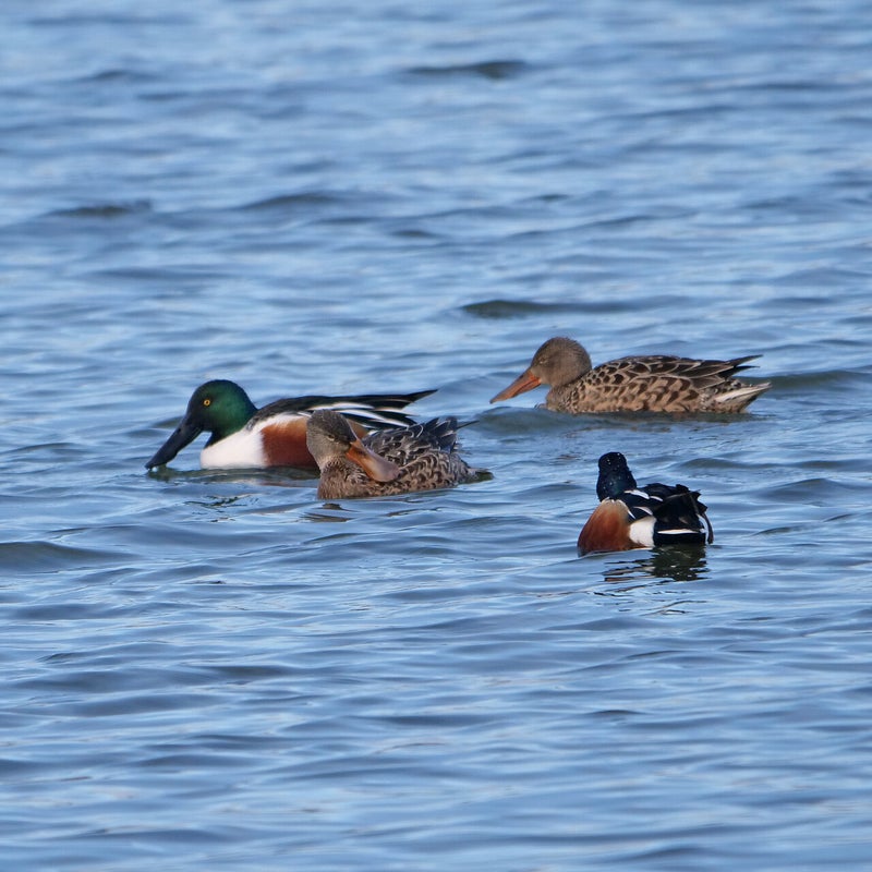 Slobeenden 2♂ en 2♀, Lepelaarplassen