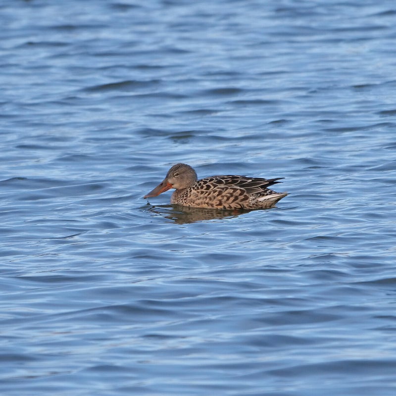 Slobeend ♀, Lepelaarplassen
