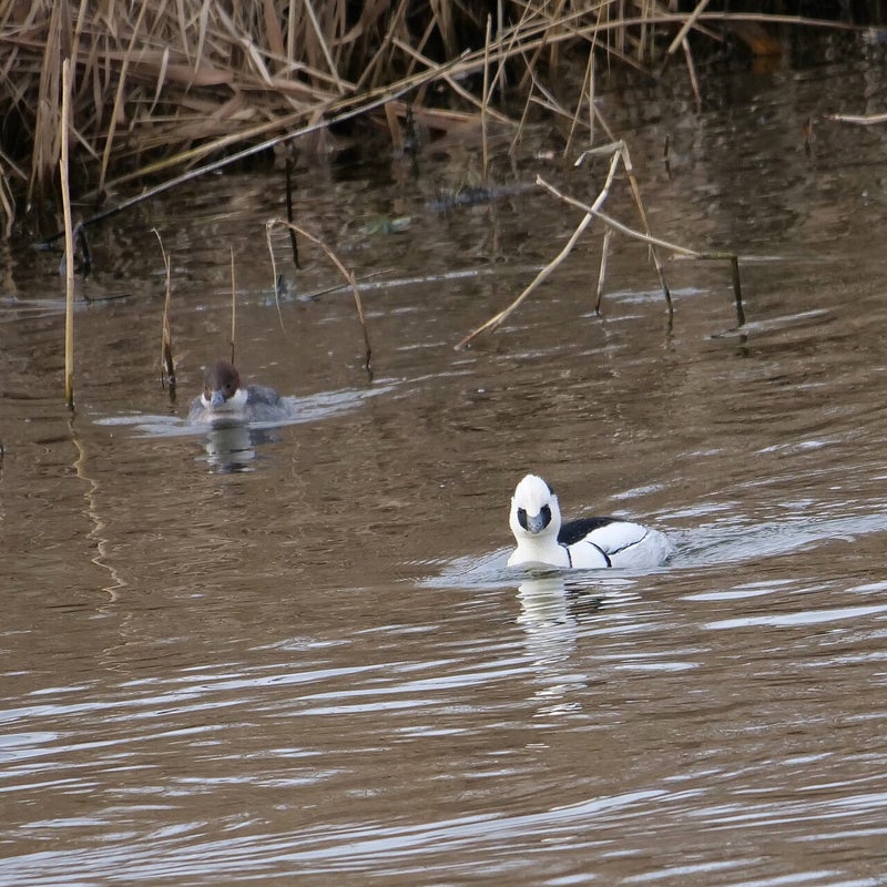 Nonnetjes ♀ en ♂, Lepelaarplassen