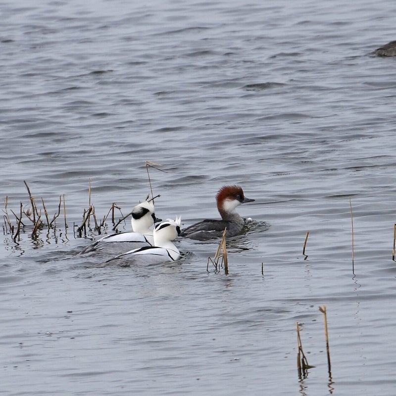 Nonnetjes 2♀ en 2♂, Lepelaarplassen