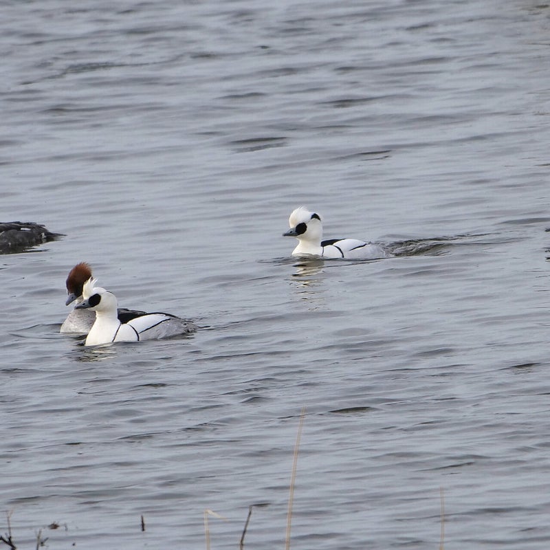 Nonnetjes 3♀ en 2♂ ❤️, Lepelaarplassen