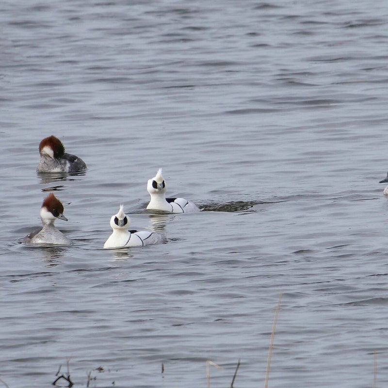 Nonnetjes 3♀ en 2♂, Lepelaarplassen