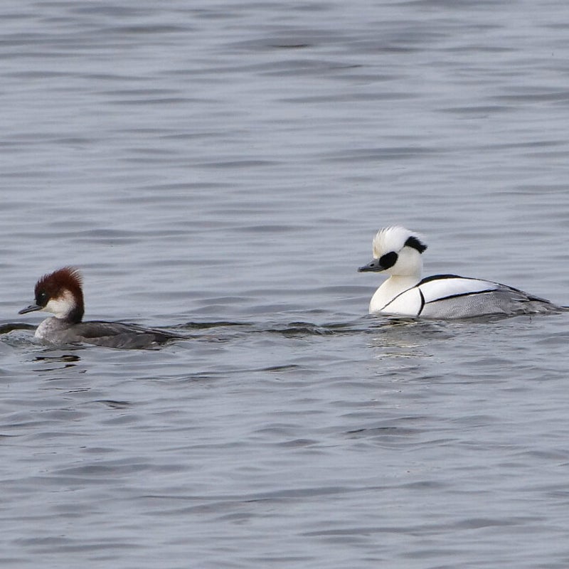 Nonnetjes 2♀ en 2♂, Lepelaarplassen