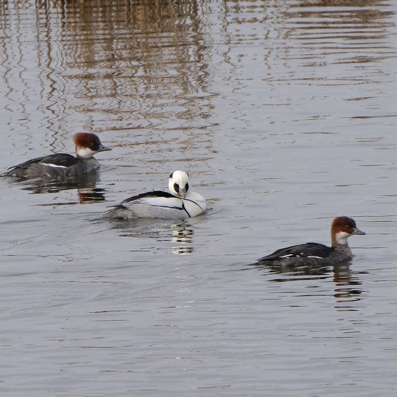 Nonnetjes 2♀ en ♂, Lepelaarplassen