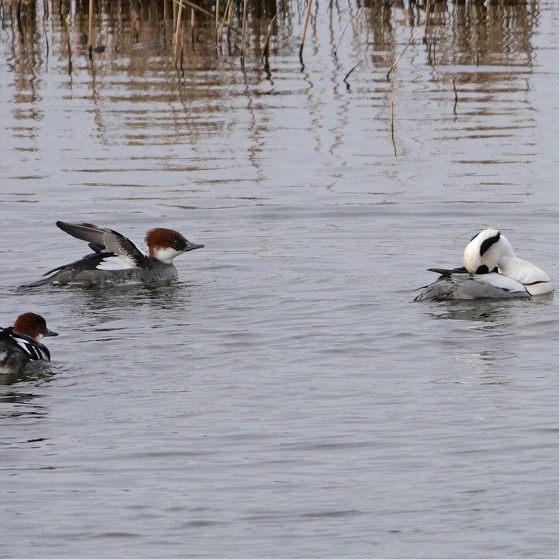 Nonnetjes 2♀ en ♂, Lepelaarplassen