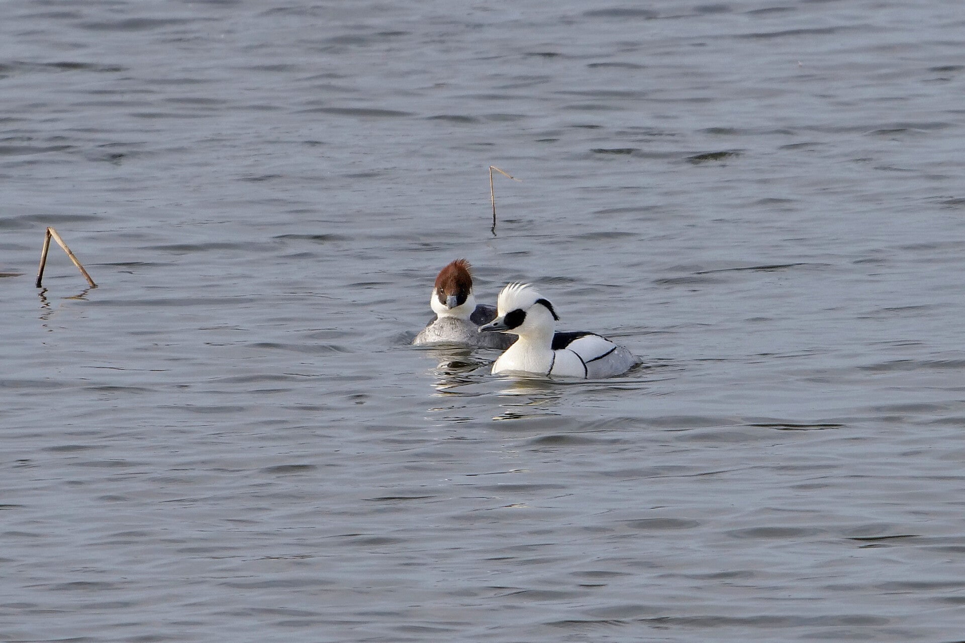 Nonnetjes ♀ en ♂, Lepelaarplassen