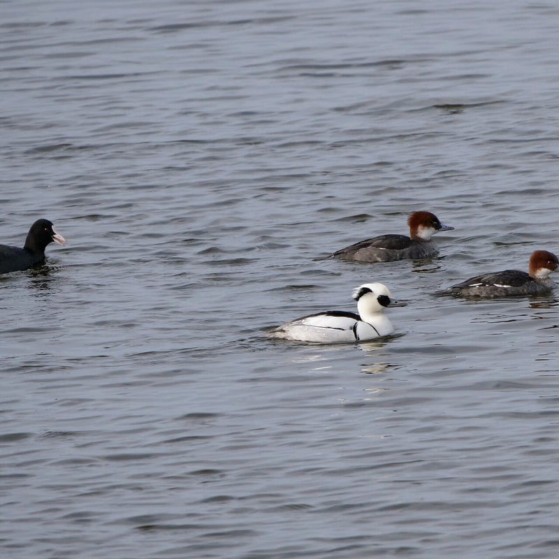 Nonnetjes 2♀ en ♂ en Meerkoet, Lepelaarplassen