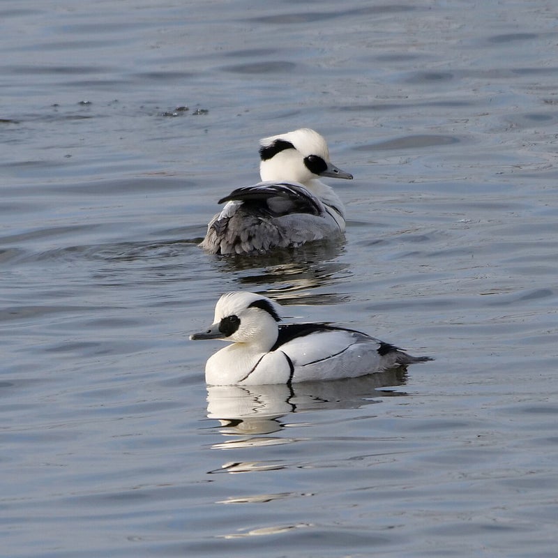 Nonnetjes 2♂, Lepelaarplassen