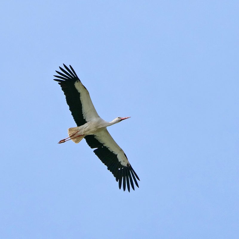 Ooievaar, Blauwe Kamer