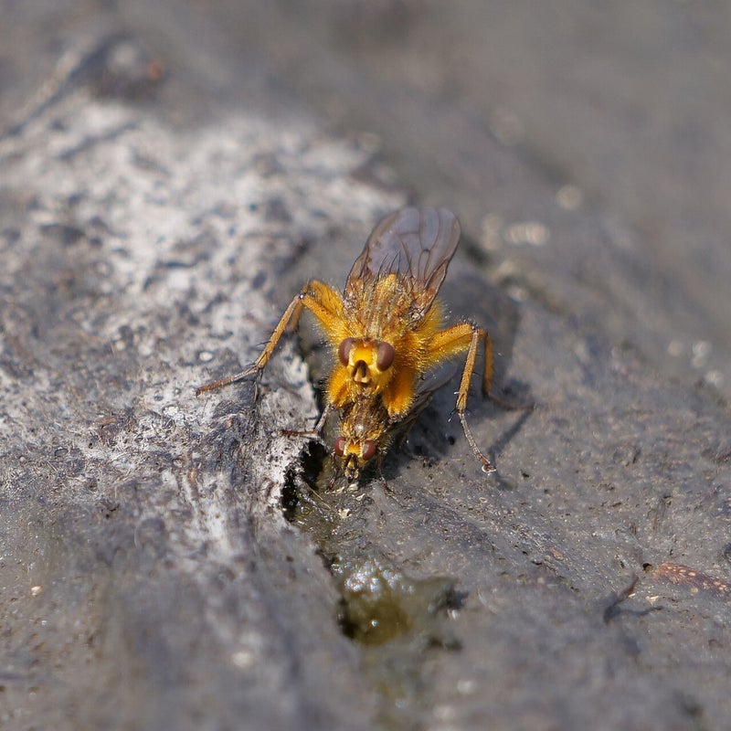 parende Strontvliegen, Blauwe Kamer