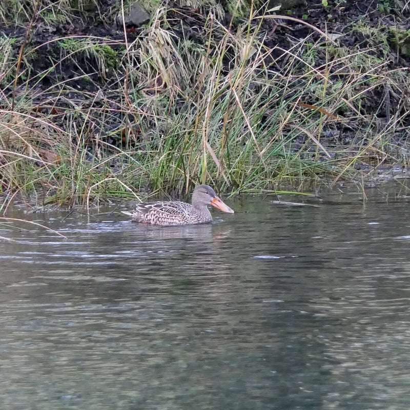 Slobeend ♀, Amsterdamse Waterleidingduinen