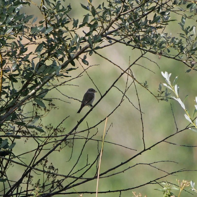 Grauwe Klauwier ♀, Spanje
