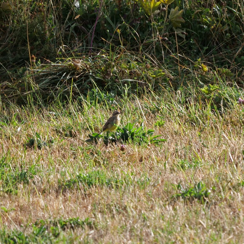 Iberische Gele Kwikstaart, Spanje