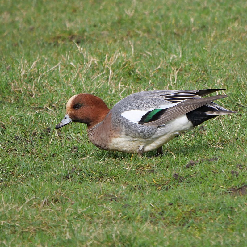 Smient ♂, Landje van Geijsel