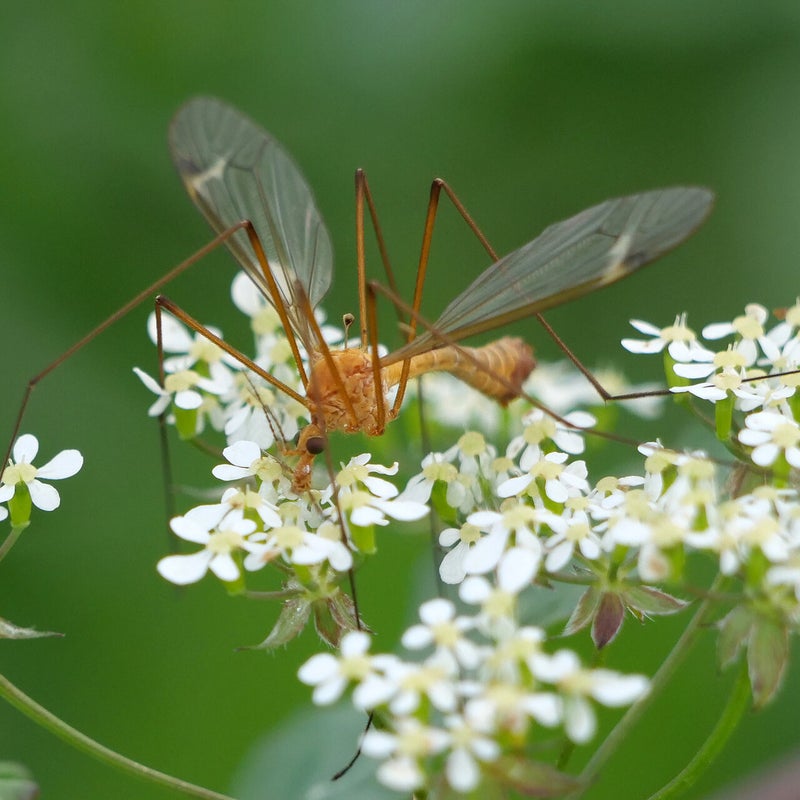 Oranje maanmug, De Groenzoom