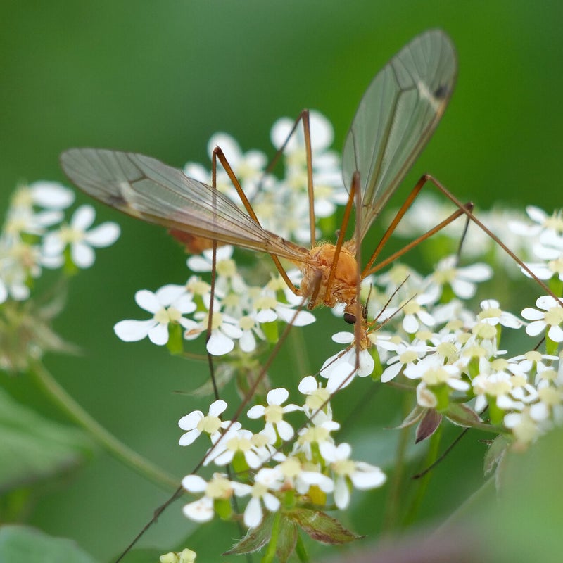 Oranje maanmug, De Groenzoom