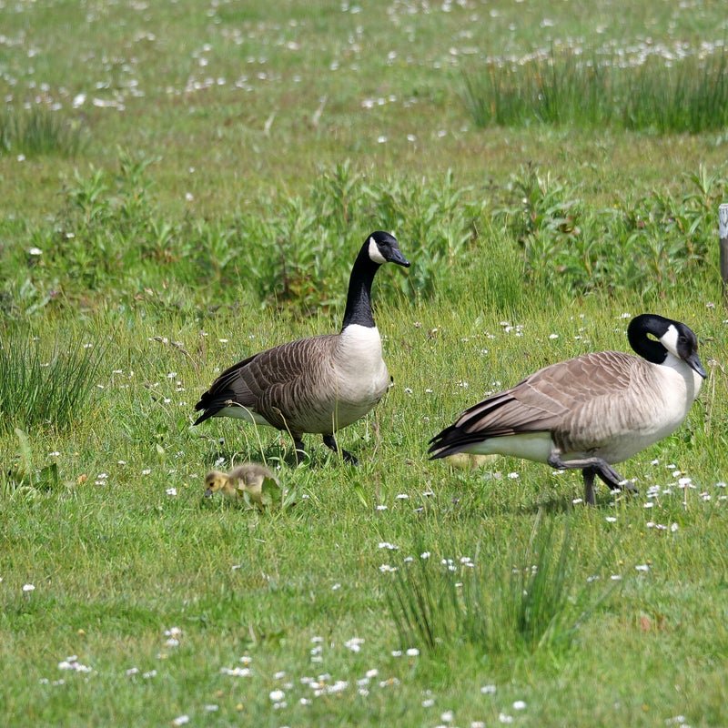 Grote Canadese Ganzen met jongen, De Groenzoom