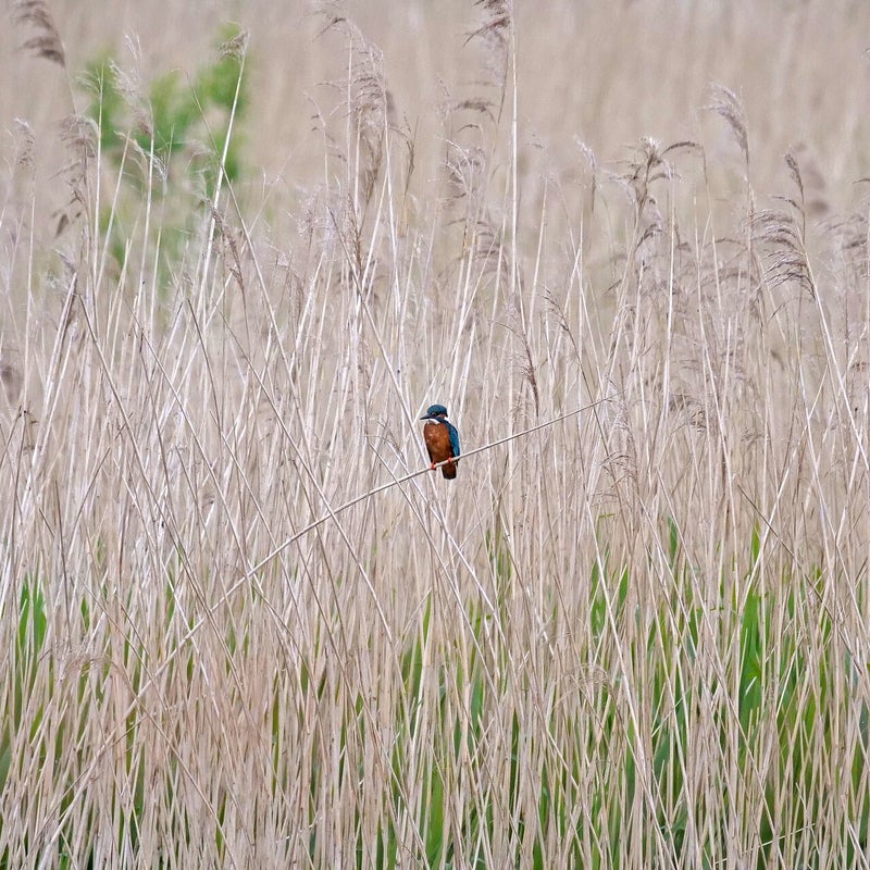 IJsvogel ♂, De Groenzoom