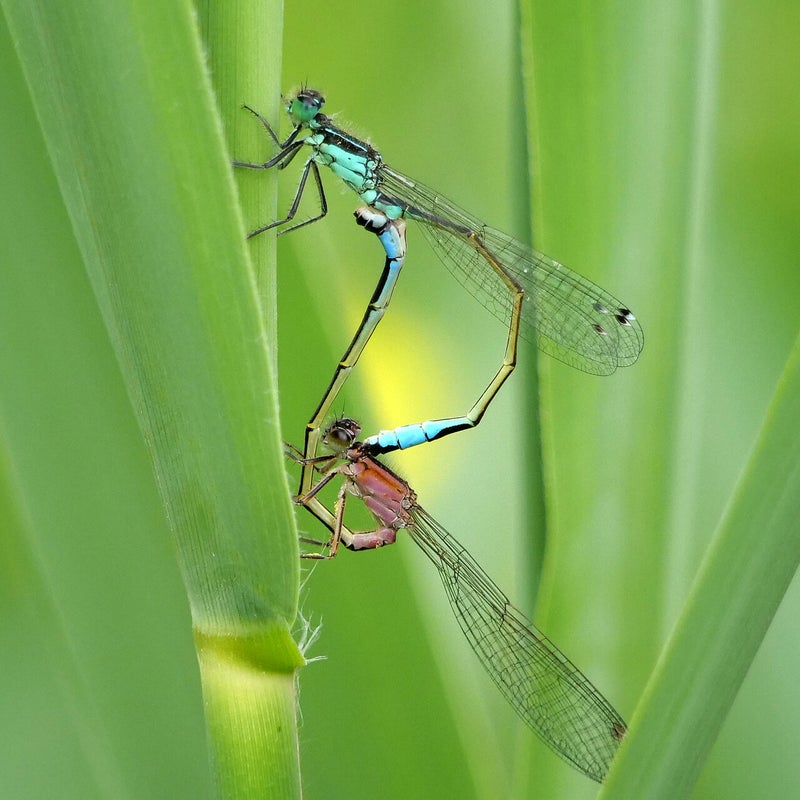 Lantaarntje jong ♂ en ♀ roze/oranje vorm in paringswiel, De Groenzoom