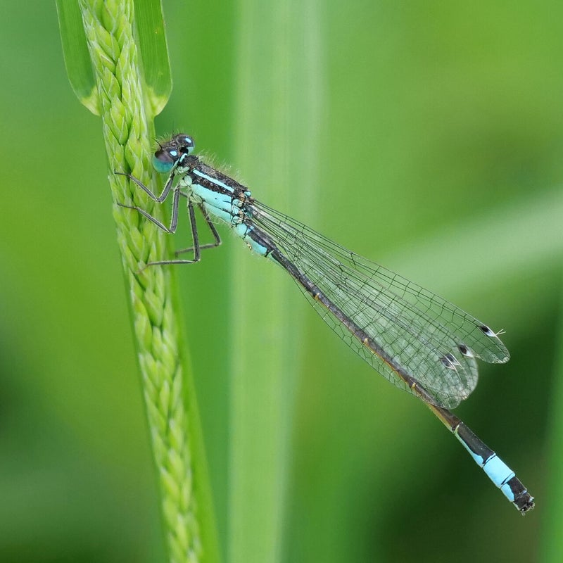 Lantaarntje ♂, De Groenzoom