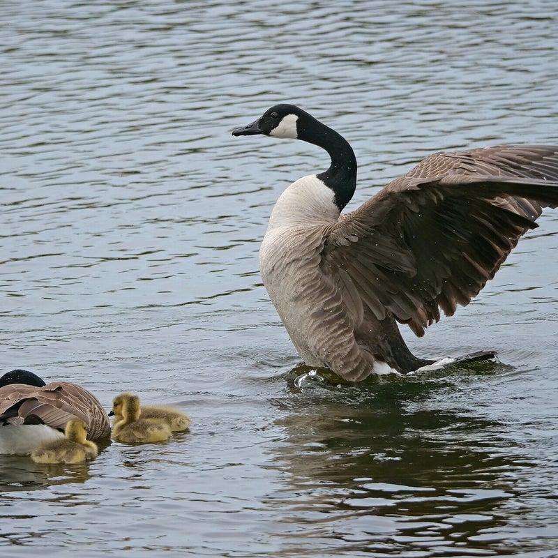 Grote Canadese Ganzen met jongen, De Groenzoom