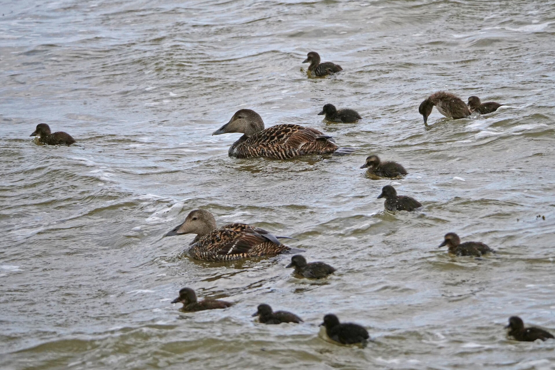 Eiders ♀ met pulletjes.