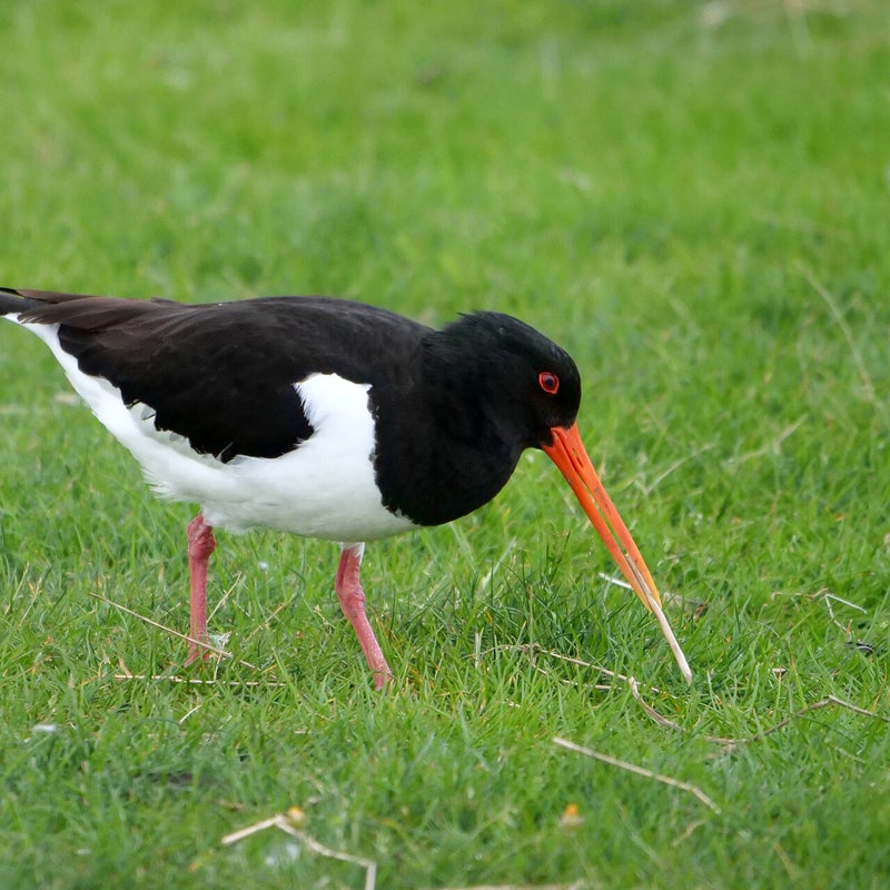Scholekster met takje, Terschelling