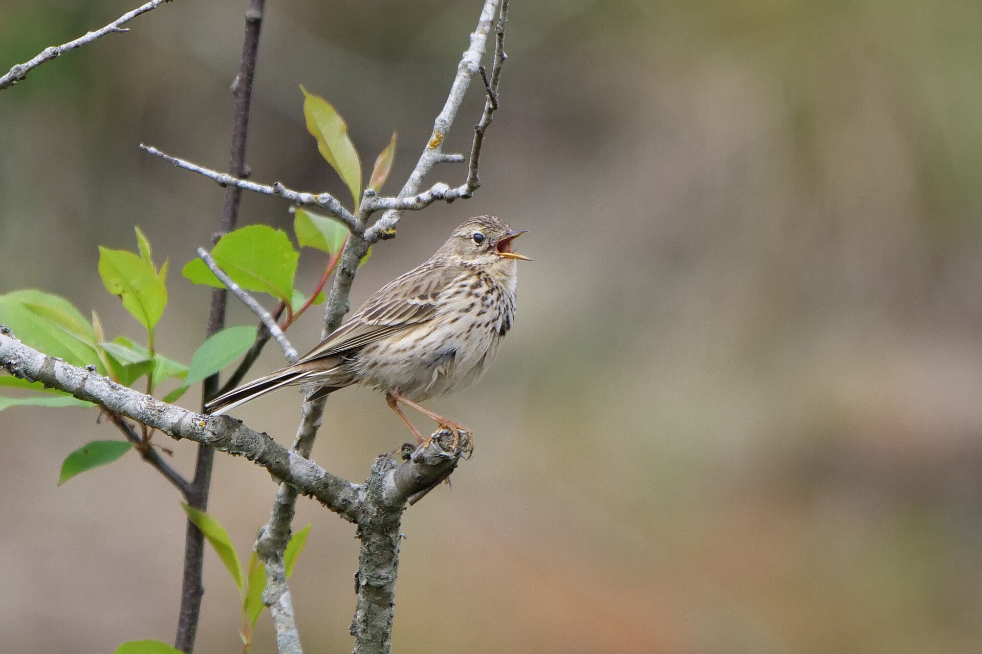 Zijn kleine tongetje is zelfs zichtbaar.