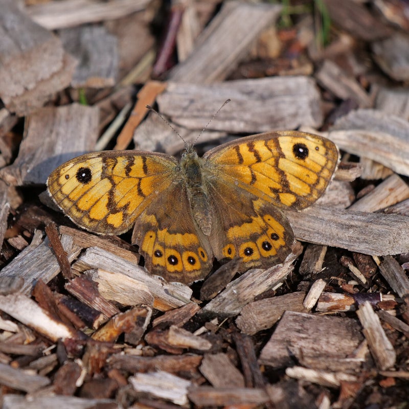 Argusvlinder ♀, Terschelling