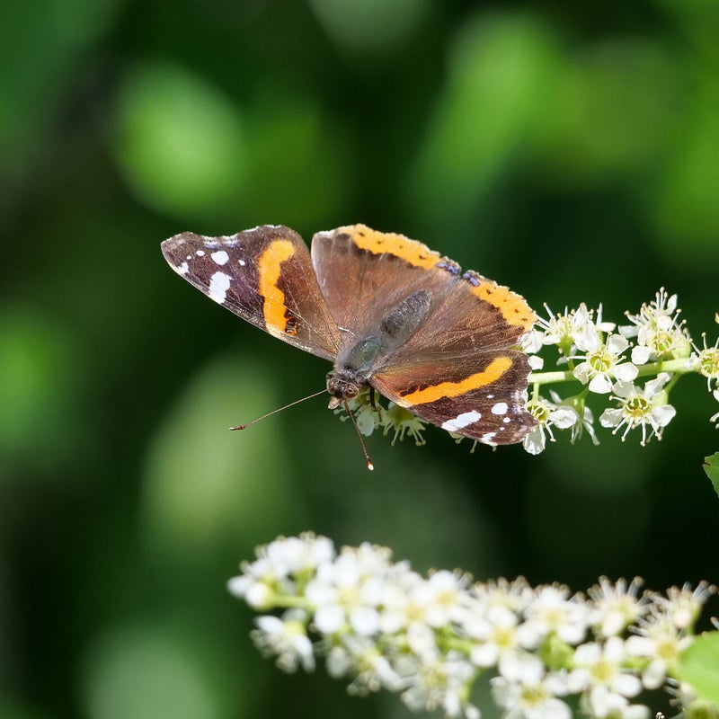 Atalanta, Terschelling