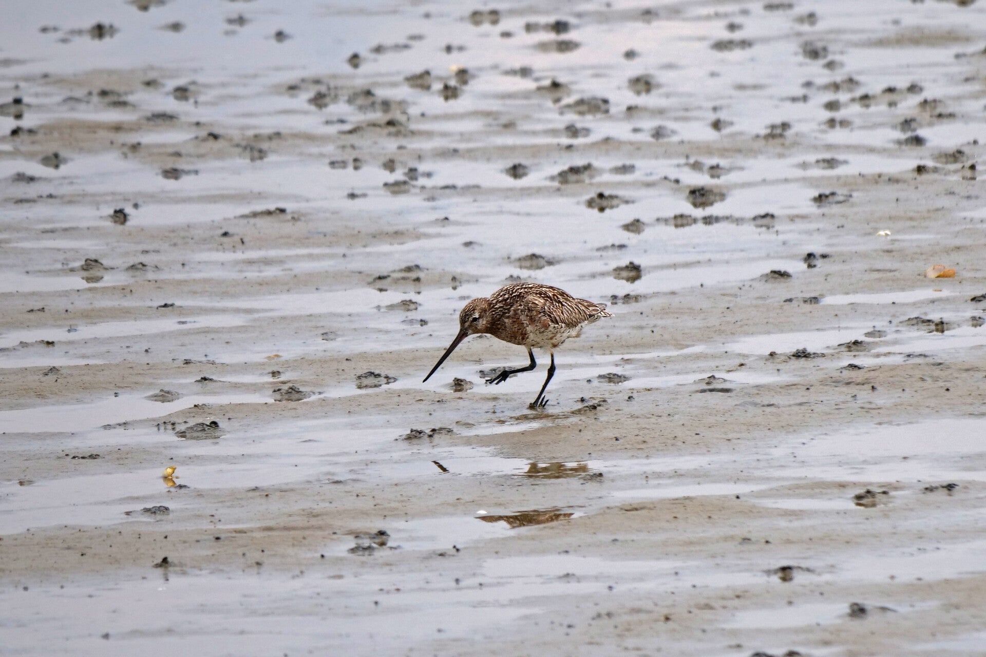 Daar trappelt een Rosse Grutto om wormen naar boven te lokken.