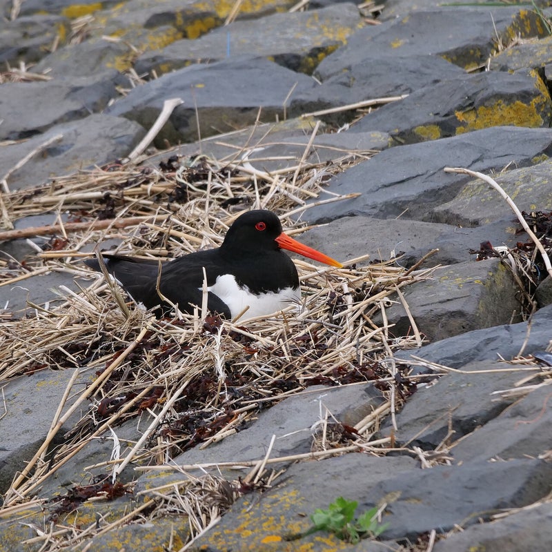 broedende Scholekster, Terschelling