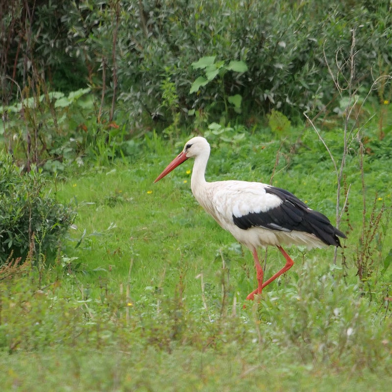 Ooievaar, Millingerwaard