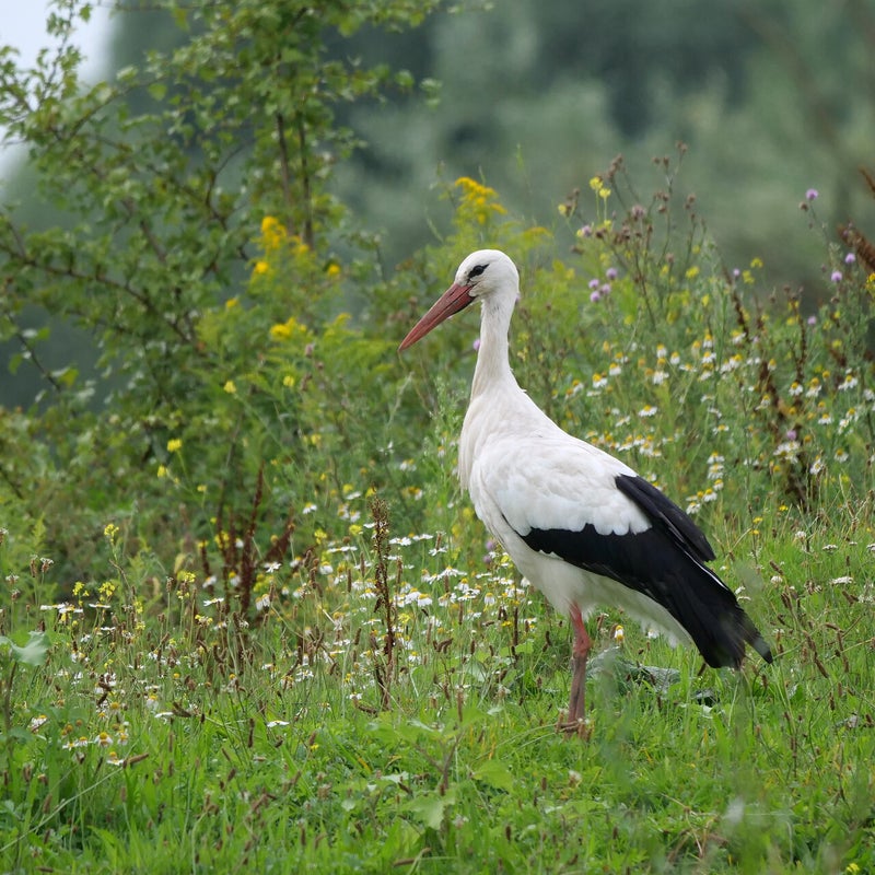 Ooievaar, Millingerwaard
