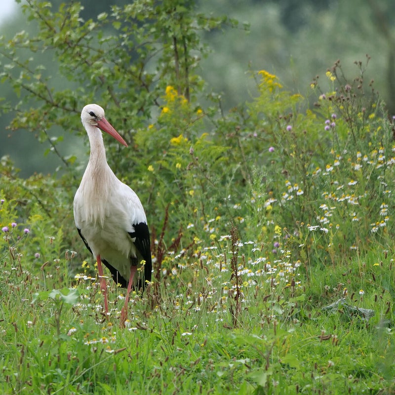 Ooievaar, Millingerwaard
