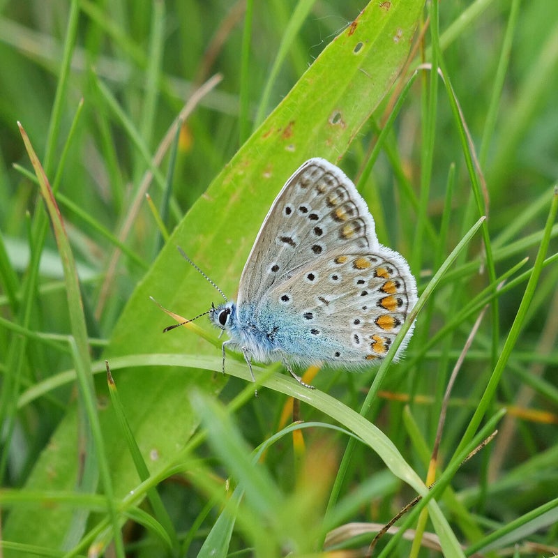 Icarusblauwtje ♂, Millingerwaard