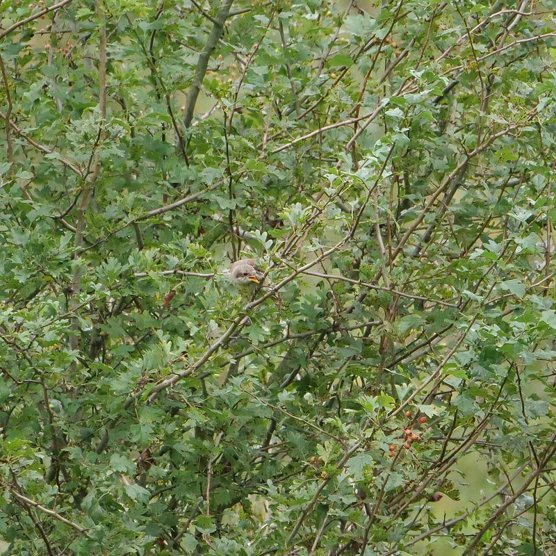 Grauwe Klauwier (juveniel), Millingerwaard