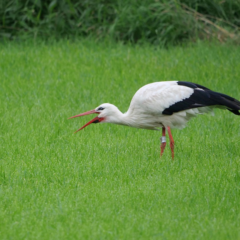 Ooievaar, Millingerwaard