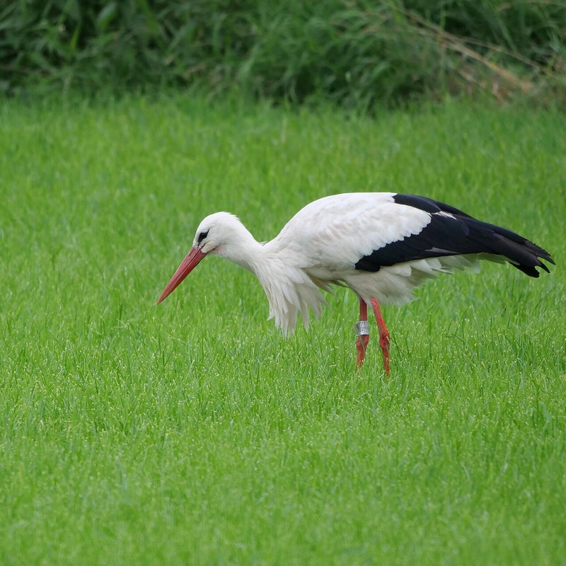Ooievaar, Millingerwaard