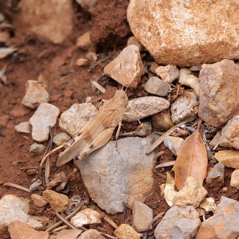 Blauwvleugelsprinkhaan, Spanje