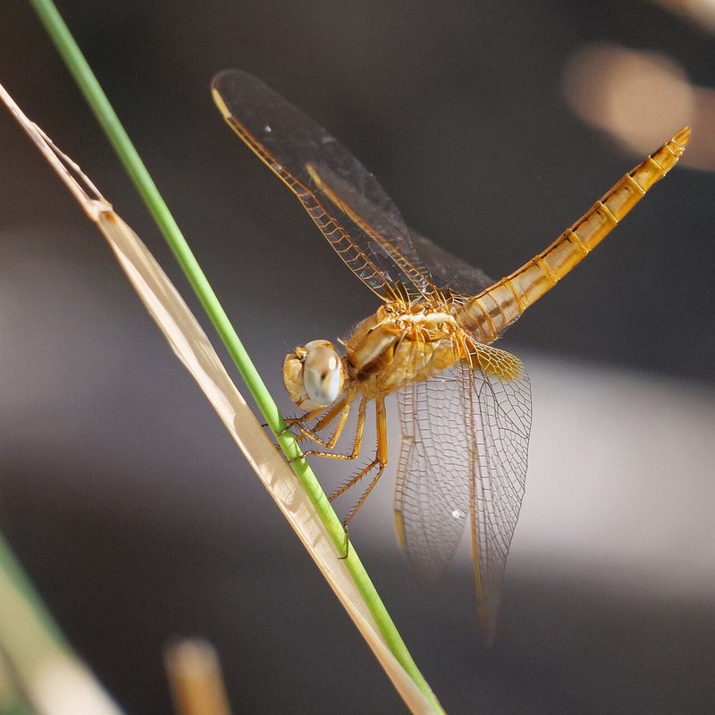 Vuurlibel ♀, Spanje
