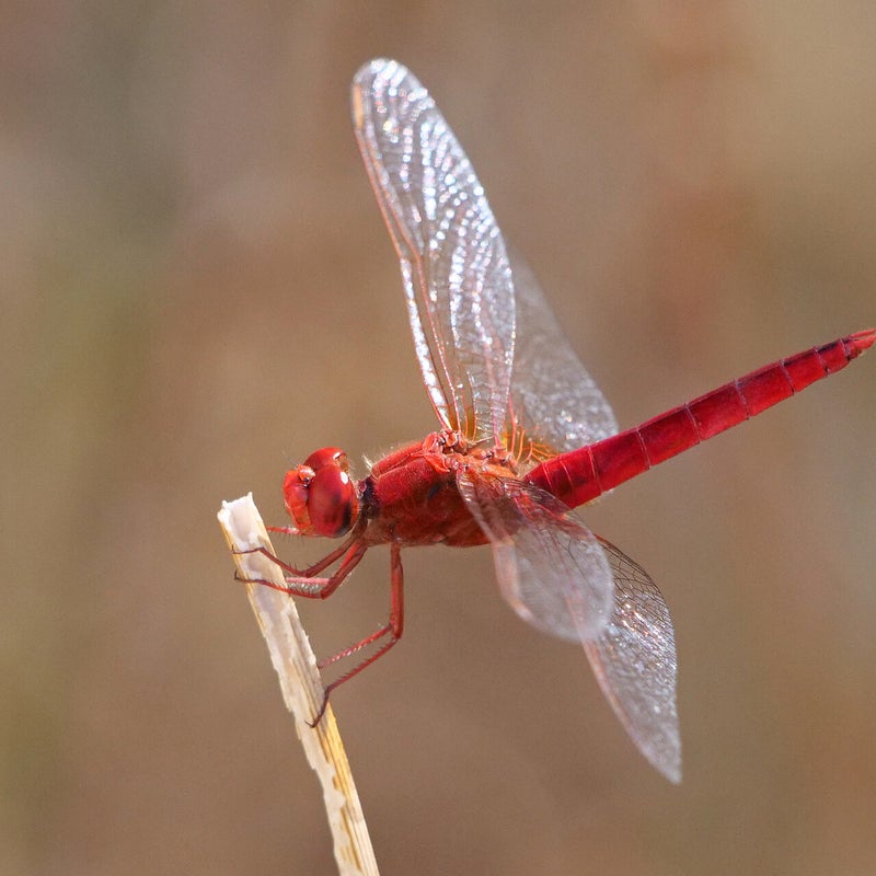 Vuurlibel ♂, Spanje