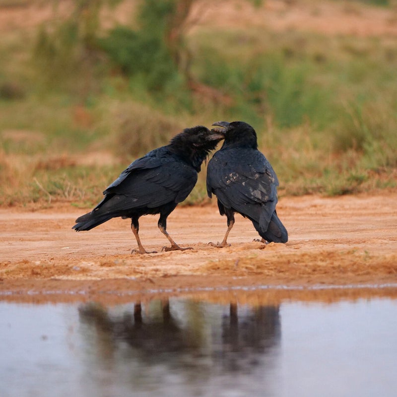 verliefde Raven, Spanje