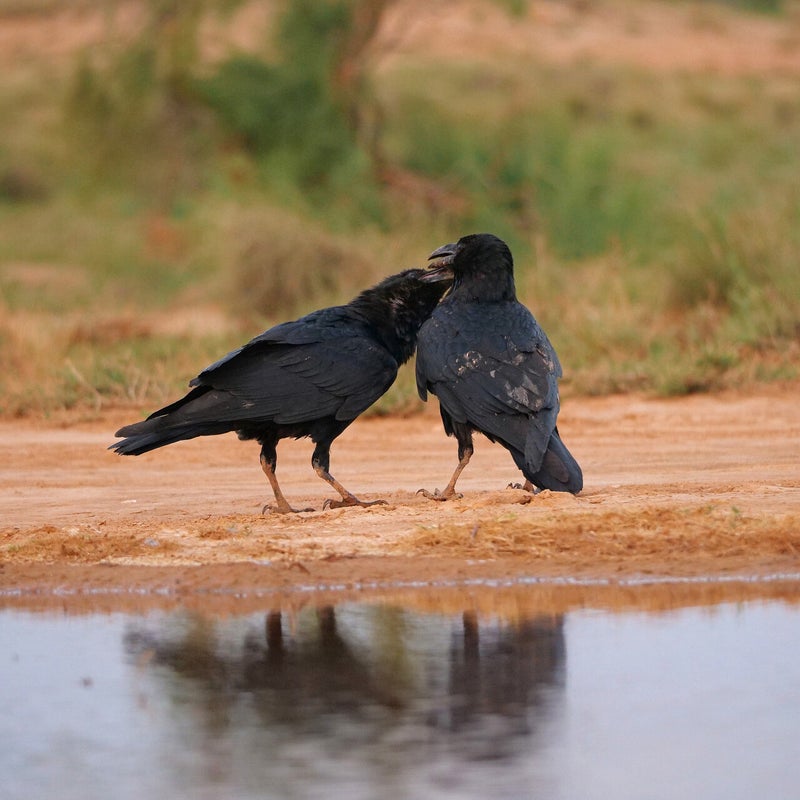 verliefde Raven, Spanje