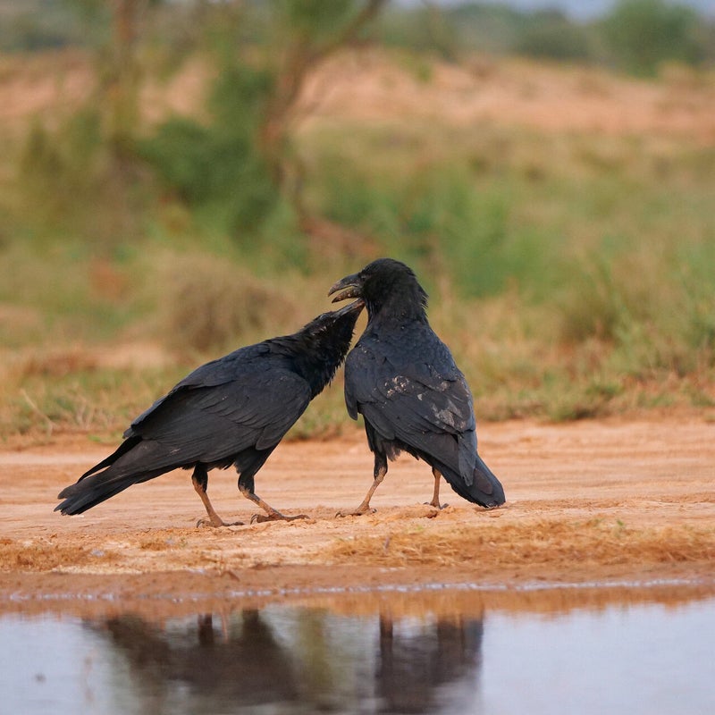 verliefde Raven, Spanje